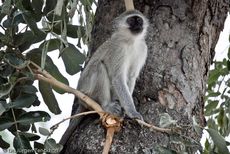 Grüne Meerkatzen (5 von 67).jpg